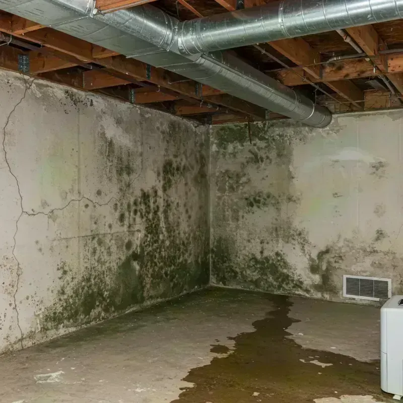 Professional Mold Removal in Garland, UT